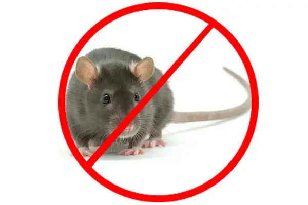 Best Pest Control Tips: Safe & Effective Solutions